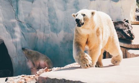 북극곰을 꿈꿀 때의 20가지 영적 의미